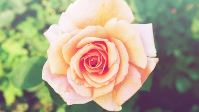 Große Schamlippen – ist die Größe der Labien normal?