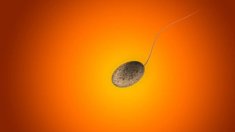 Je näher der Eisprung ist, besteht eine höhere Wahrscheinlichkeit, dass die Spermien die Eizelle befruchten