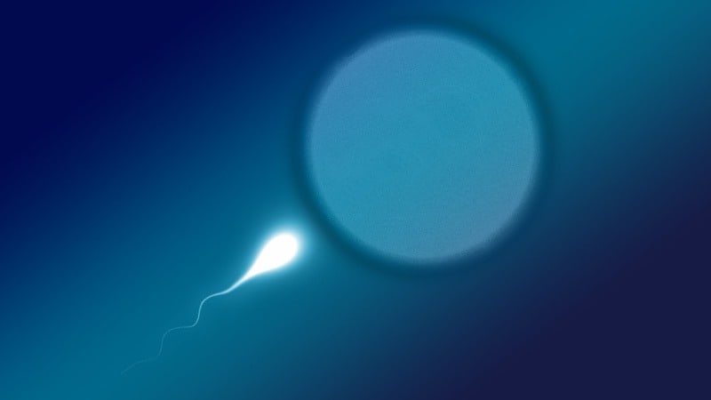 Wie lange überleben Spermien- An der Luft und im Körper