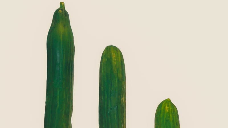 Die richtige Kondomgröße ist wichtig, da sonst das Kondom abrutschen, schmerzen oder reißen kann