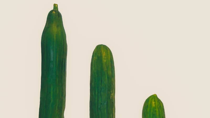 Gurken in einer Vaginas können zu Vaginageruch führen