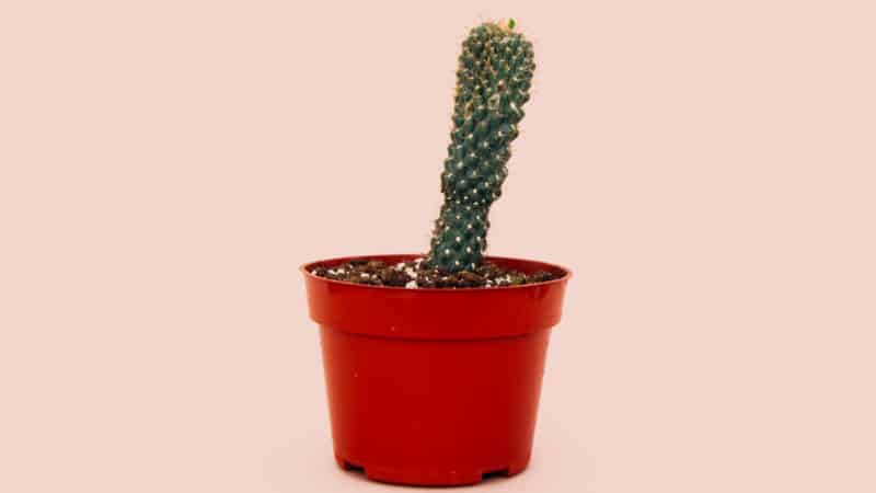 Penisform - Geschwungener Penis