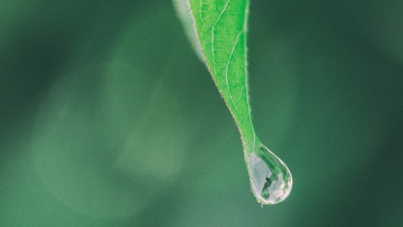 Das Präejakulat tritt aus der Eichel des Penisses aus und ist zähflüssig