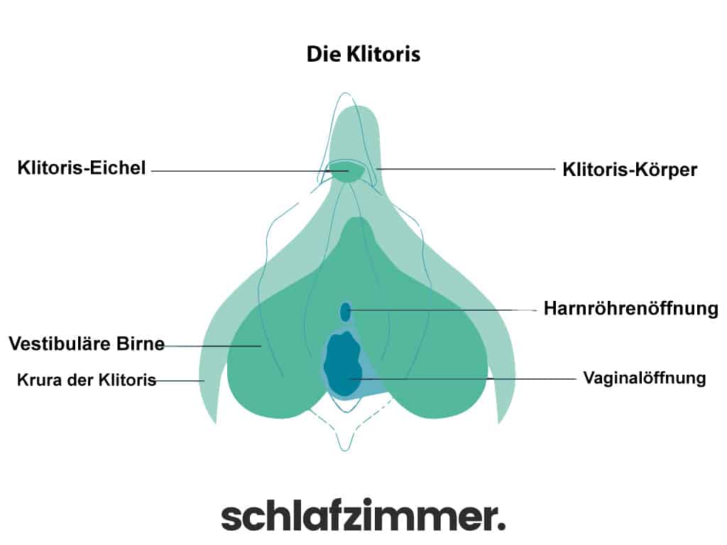 Die Anatomie der Klitoris
