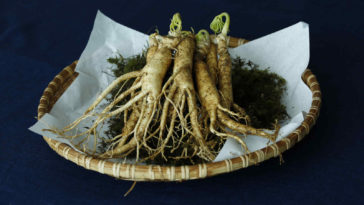 Ginseng- Die Wunder-Wurzel für mehr Leistung | Wirkung & Nebenwirkung