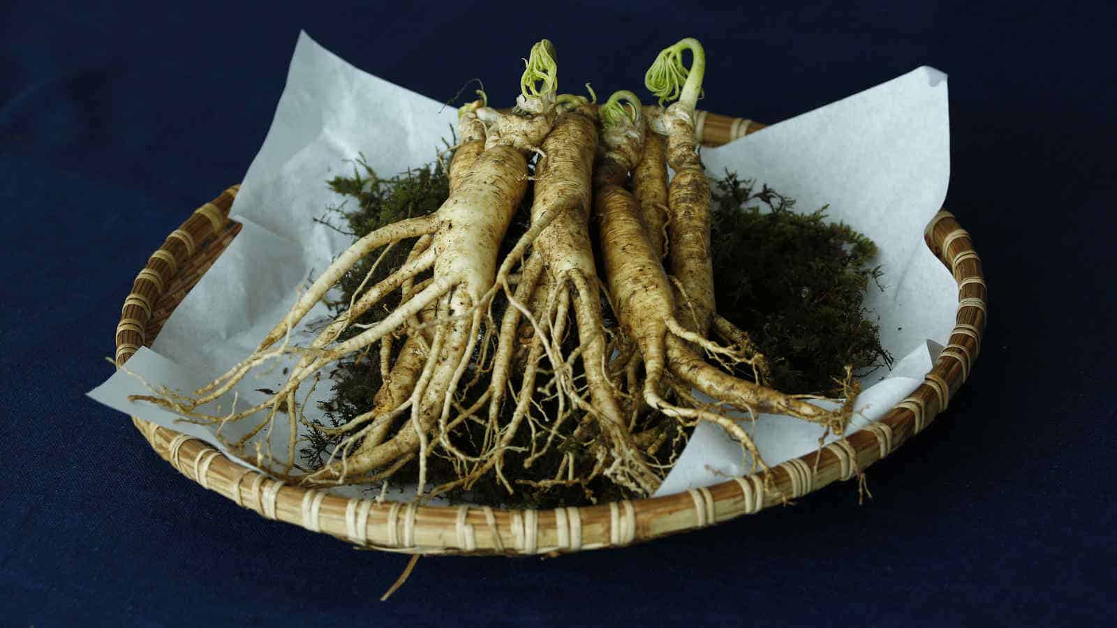 Ginseng- Die Wunder-Wurzel für mehr Leistung | Wirkung & Nebenwirkung